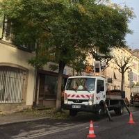 campagne d'élagage